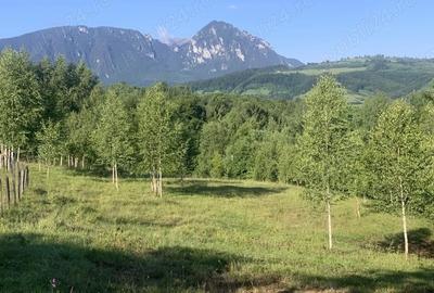 Teren de 4069 mp, în Poiana Mărului - 7