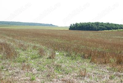 Teren de 19720 mp, în Belciugatele - 3