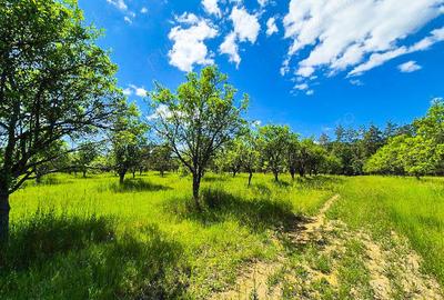 Teren de 9696 mp, în Spiridoni - 3