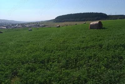 Teren de 8000 mp, în Chinteni - 6