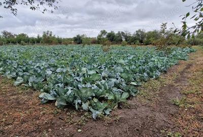 Casă cu 3 camere cu Teren 4284 Mp în Heliade Rădulescu - 4