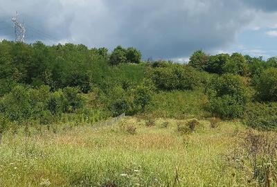 Parava, sat Dragusani, teren 4800mp, la asfalt - 9