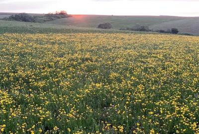 Teren arabil de 630 hectare in Gala?i - 1