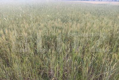 Teren de 2427 mp, în Central