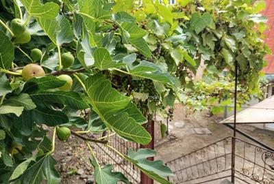 Oravita, Casa la Cheie, 7 Incaperi, Posibilitate Mansardare, - 29