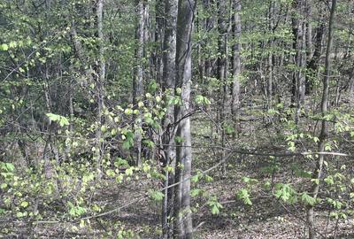 Teren de 5000 mp, în Valea Danului - 1