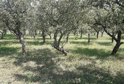 85 ari teren extravilan, intre case, la limita intravilanului Zona Valea Rusului - 4