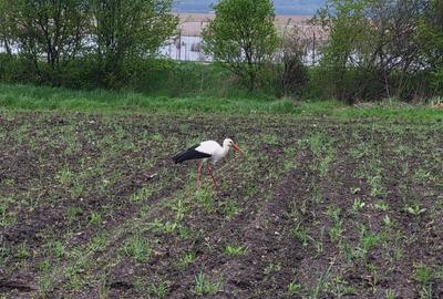 Casă parter în Comana,vis-a-vis Delta Neajlovului(parc Natural Comana). - 8