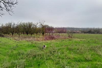 BARCANESTI -  casa +curte+teren 16k mp - 51