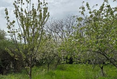 Teren Construcții intravilan de 2250 mp, în Borănești - 6