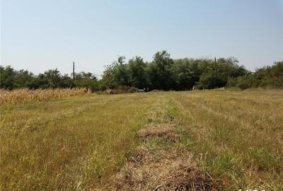 Teren de 1800 mp, în Letca Nouă - 6