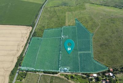 Teren agricol extravilan de 80000 mp, în Covăsinț - 1