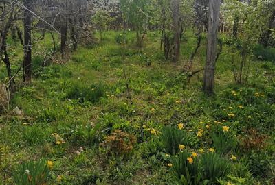 Casă cu Teren 1600 Mp în Dumbrăvești - 4