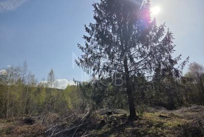 Teren Construcții intravilan de 4900 mp, în Viștea - 4