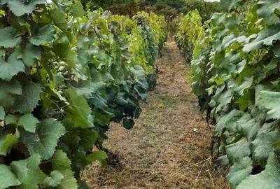 Casa individuala cu teren de 3.414 mp, Comuna Comarna - 2