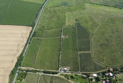 Teren agricol extravilan de 80000 mp, în Covăsinț - 37