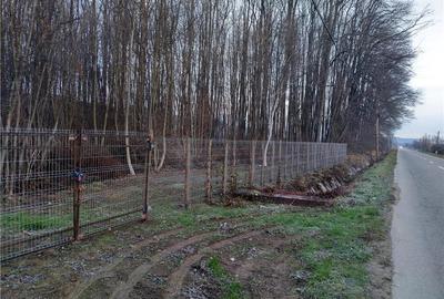 Teren de 100000 mp, în Valea Nenii - 1