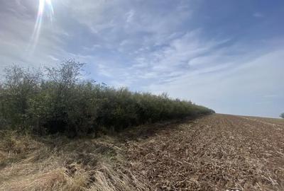 Teren de 13000 mp, în Mașloc