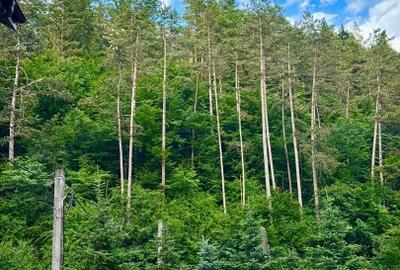 Casa de vacanta sau pensiune | Batca Doamnei | Teren in natura - 12