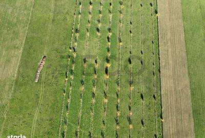 Spațiu comercial, în Aușeu - 11
