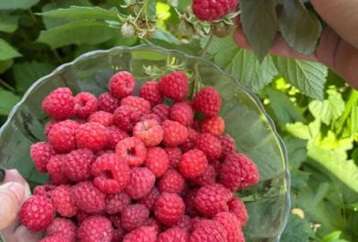 Casă cu 4 camere cu Teren 1000 Mp în Grădiștea - 10