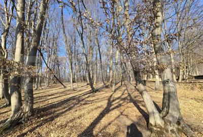 Teren de 3000 mp, în Făget - 2