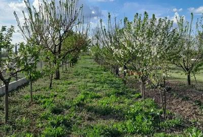 Casă cu 4 camere cu Teren 2400 Mp în Gepiu - 6