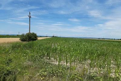 Vand teren agricol 10.000 m intrare Autostrada A1! Oarja - 2
