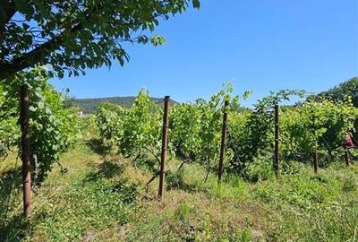 TEREN INTRAVILAN DEVANZARE 33161 MP DE VANZARE TARGU OCNA - 4