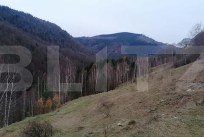 Teren 14 ha compact langa Lacul Tau Bistra - 3