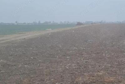 Vanzare Teren intravilan 5000mp Magurele - 1