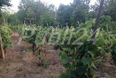 Casă cu 3 camere cu Teren 5000 Mp în Pătlăgeanca - 5