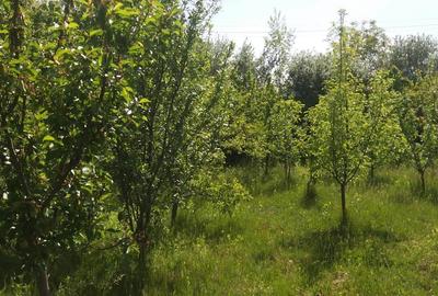 Casă cu 3 camere cu Teren 1000 Mp în Vălenii de Munte - 3