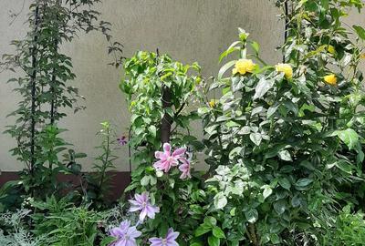 Casă cu Teren 300 Mp în Chiajna