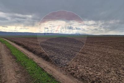 Teren 10,000mp Bacau / Strada Alexandru Safran - 10