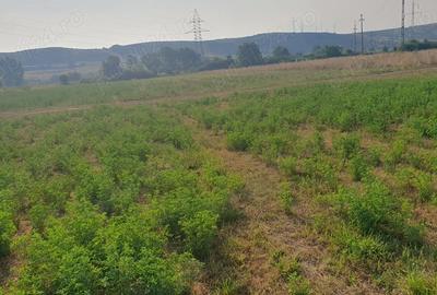 Teren de 2120 mp, în Petrești - 1