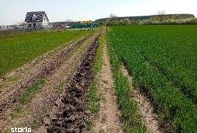 Teren de 3600 mp, în Dascălu - 9