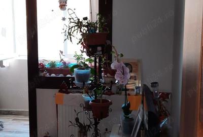 Apartament 3camere decomandate etaj 2 crihala - 2