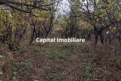 Casa Veche, Central Drajna de Jos 5000 mp - 3