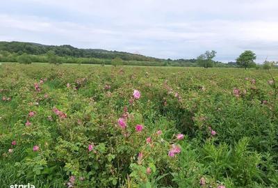 Spațiu comercial, în Central