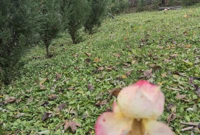 Casă cu 3 camere cu Teren 1400 Mp în Central - 2