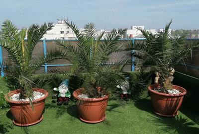 Vand apt tip Penthouse - 9