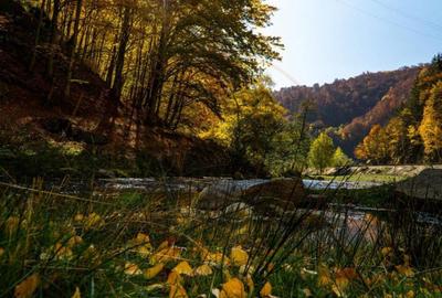 Teren 4996 mp zona de munte Comuna Arefu-Capataneni Arges - 4