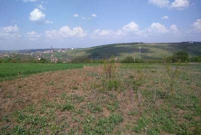 Păcurari-Platou Beldiman ( LA STEJARI SECULARI ) 490 mp , oportunitate reala - 11