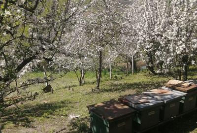 Casă cu 4 camere în Glodeni