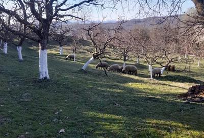 Casă cu 2 camere în Roșu - 2
