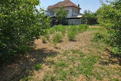 Vand teren intravilan in centrul Orasului Buzias strada Republicii cu toate utilitatile - 2
