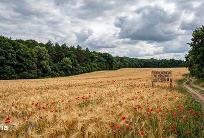 Teren de 33000 mp, în Grivița - 1