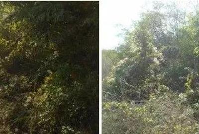 Teren extravilan Tamboesti ; ID: R2832805 - 9