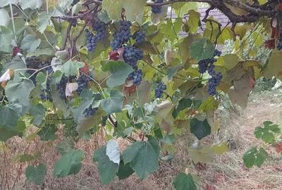 Casă cu 4 camere în Central - 2